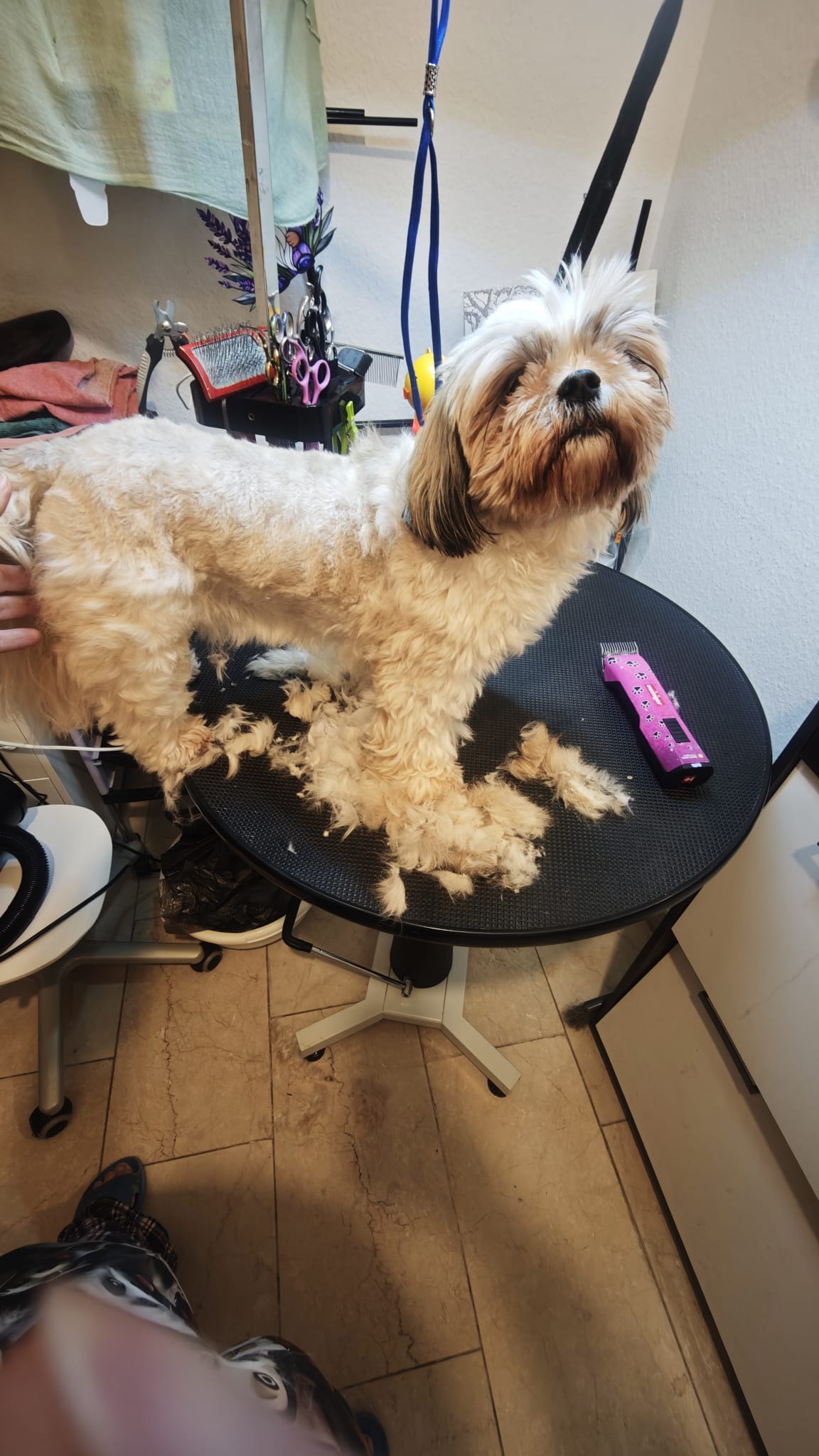 Beauty Dog bei der Arbeit