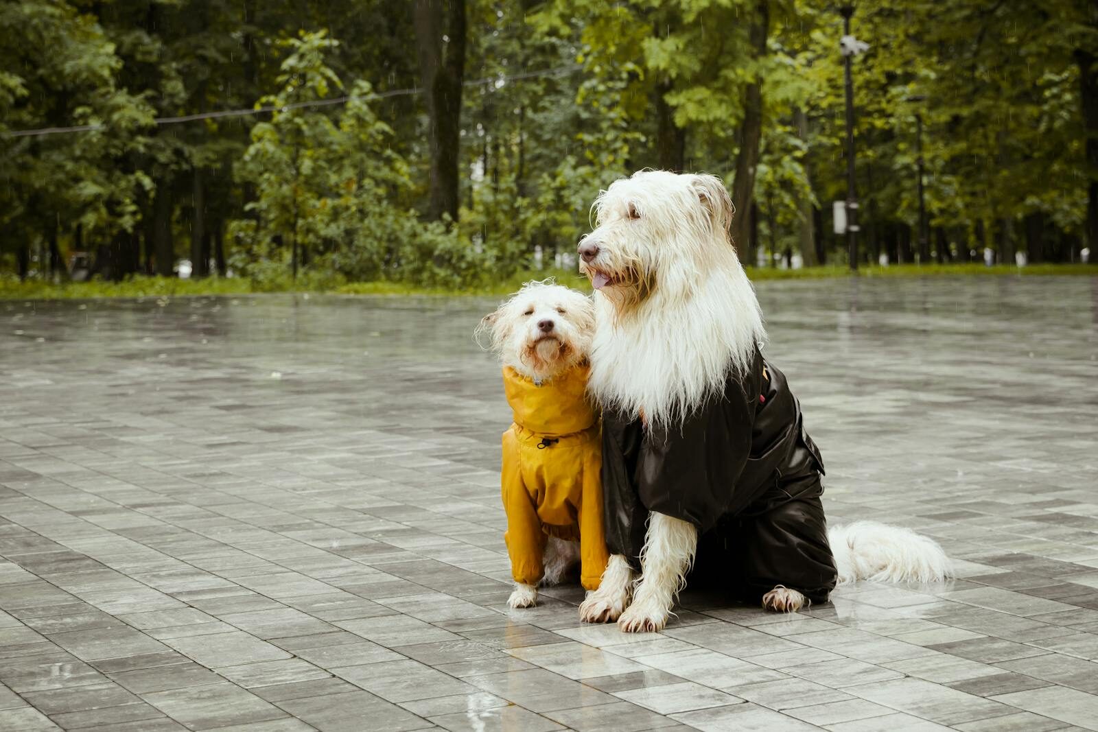 Two dogs wearing raincoats sit on a wet public square during a rainy day. {{brizy_dc_image_alt imageSrc=