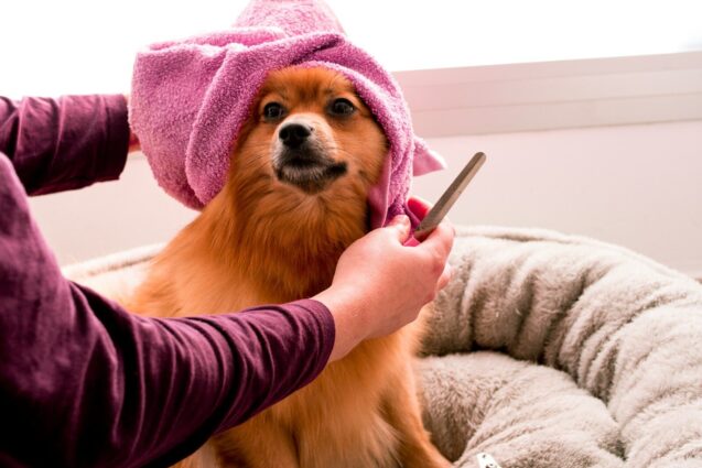 brown pomeranian wearing pink towel {{brizy_dc_image_alt imageSrc=